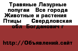 Травяные Лазурные попугаи - Все города Животные и растения » Птицы   . Свердловская обл.,Богданович г.